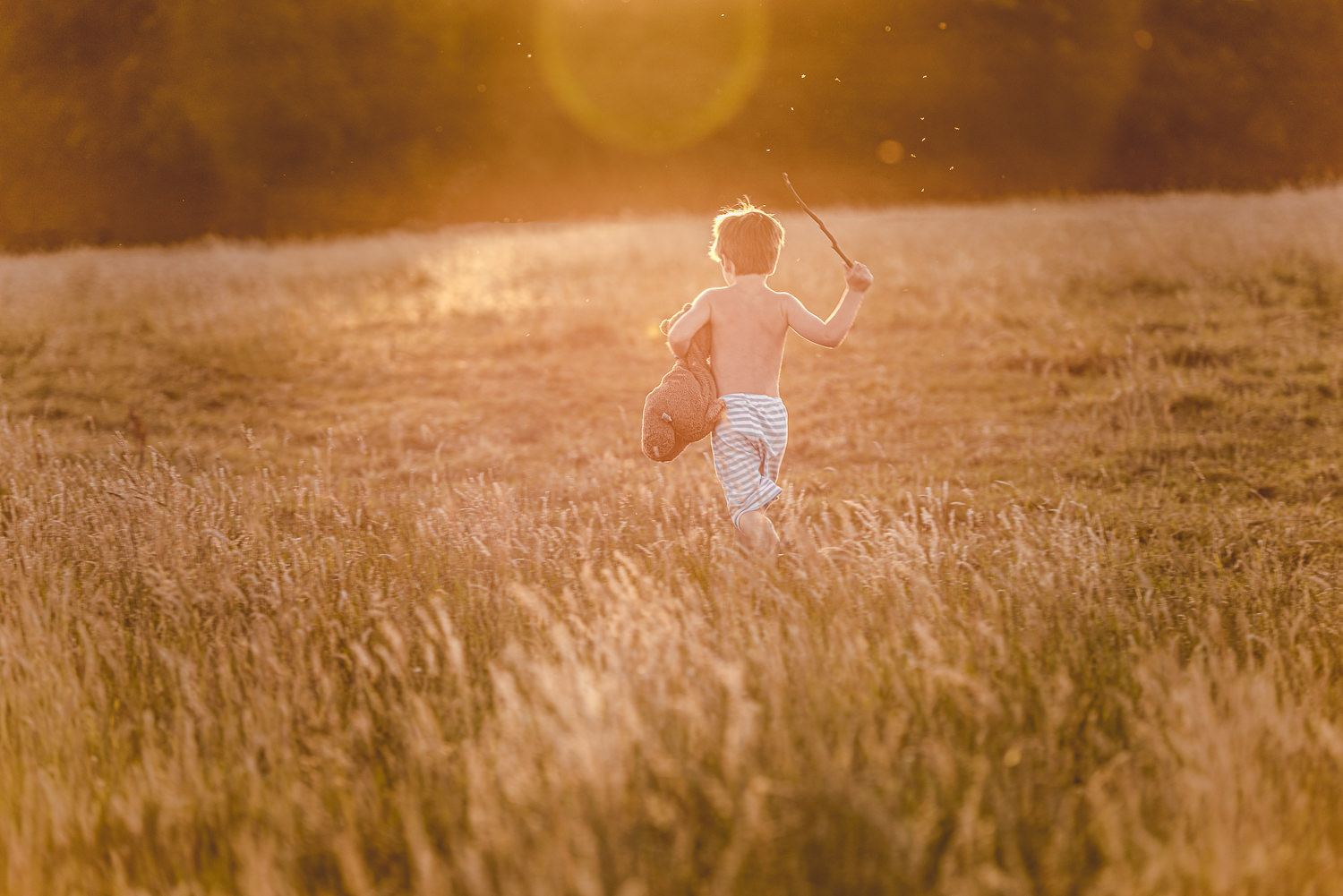 A child runs through a wheatfield at sunset, clutching his most precious possession: his teddy bear. Glorious photograph taken at Pollingfold Manor, Ellens Green, near Cranleigh, Surrey